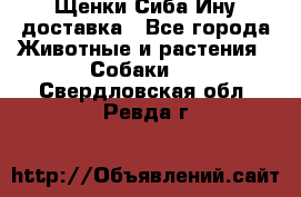 Щенки Сиба Ину доставка - Все города Животные и растения » Собаки   . Свердловская обл.,Ревда г.